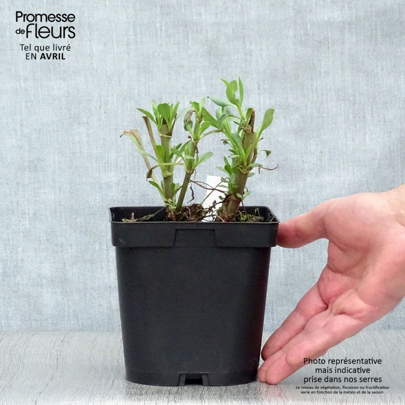 Centranthus ruber Coccineus - Hierba de San Jorge Maceta 2L/3L Ejemplar entregado en la primavera