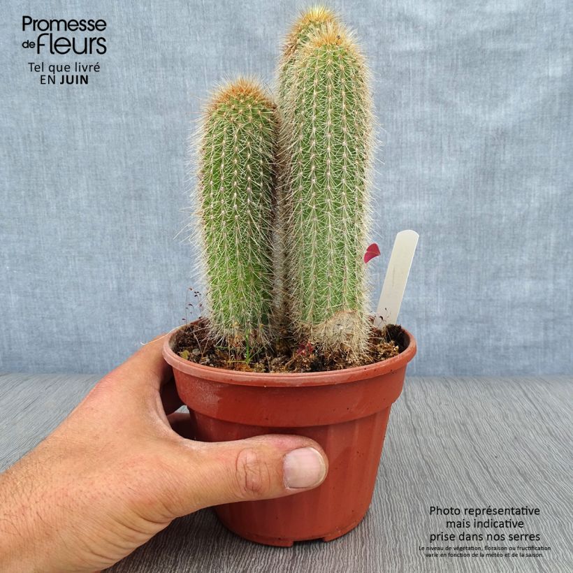 Ejemplar de Vatricania guentheri Maceta de 12 cm / 13 cm entregado en verano