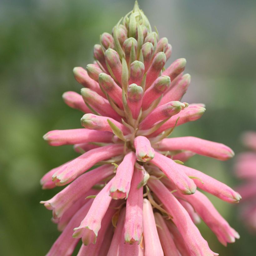 Veltheimia bracteata (Floración)