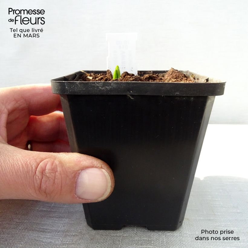 Veratrum nigrum Maceta de 8/9 cm Ejemplar entregado en la primavera