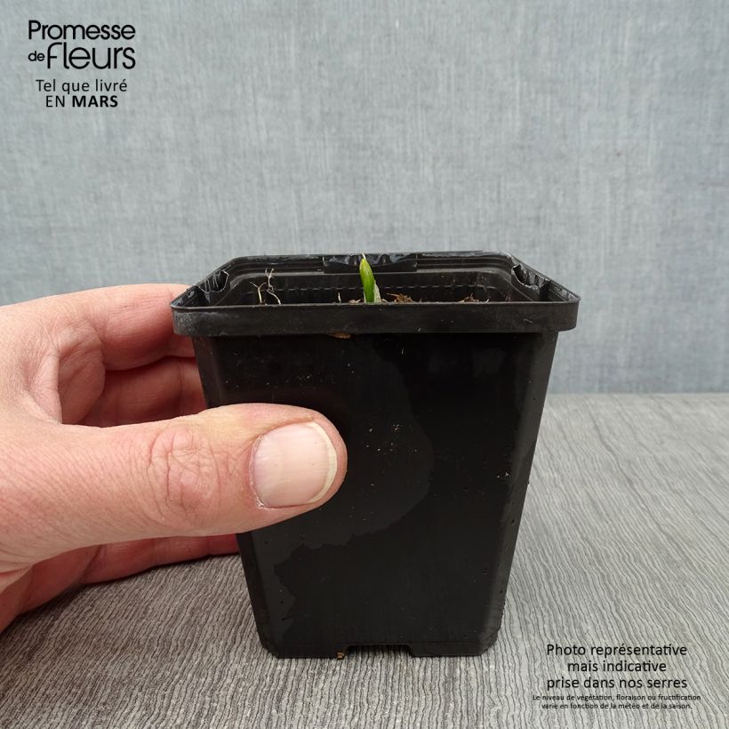Veratrum nigrum Maceta de 8/9 cm Ejemplar entregado en invierno