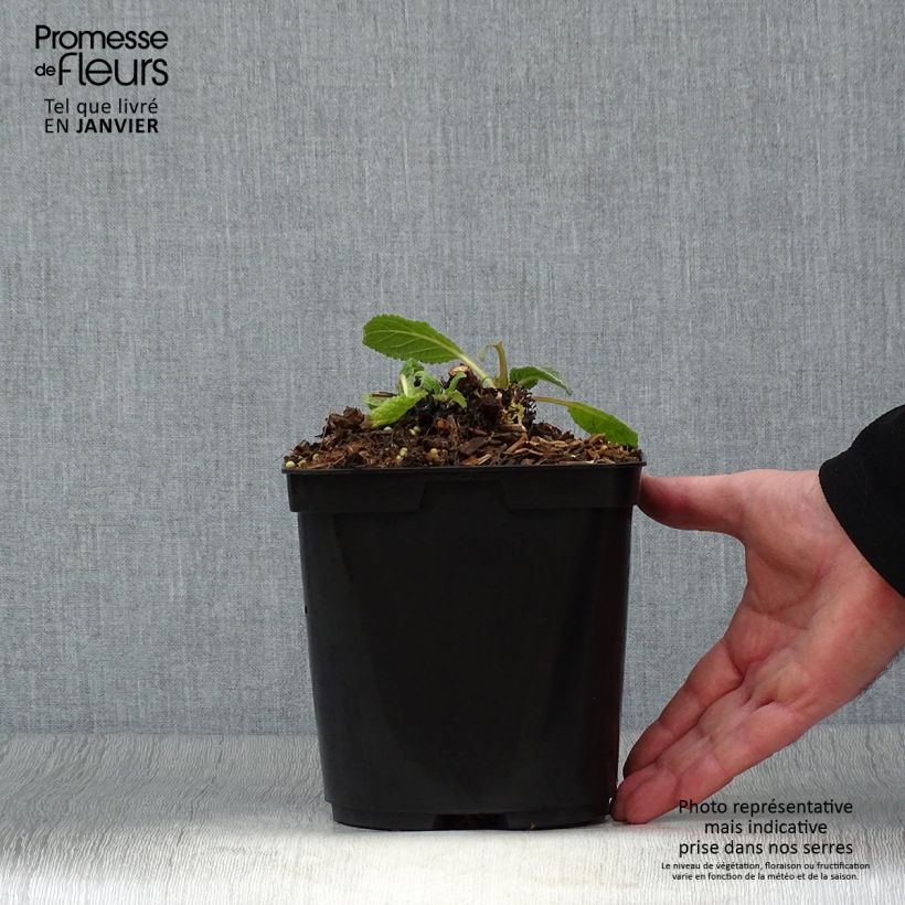 Verbascum Dark Eyes Maceta 2L/3L Ejemplar entregado en invierno