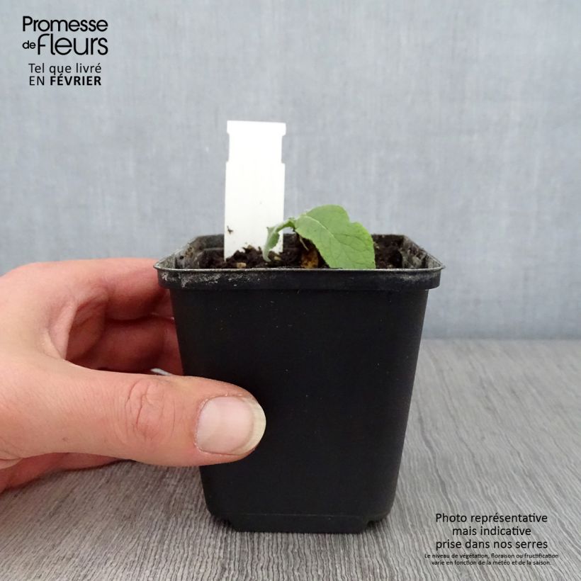 Verbascum Gainsborough Maceta de 8/9 cm Ejemplar entregado en invierno