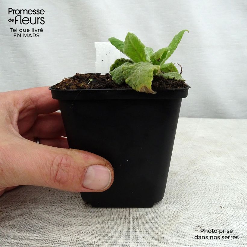 Verbascum Gainsborough Maceta de 8/9 cm Ejemplar entregado en la primavera