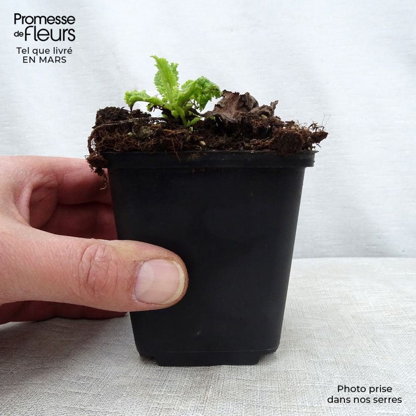 Verbascum Cotswold Queen Maceta de 8/9 cm Ejemplar entregado en la primavera