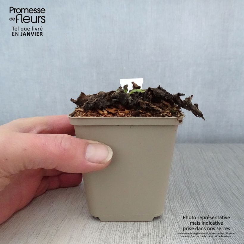 Verbascum Cotswold Queen Maceta de 8/9 cm Ejemplar entregado en invierno