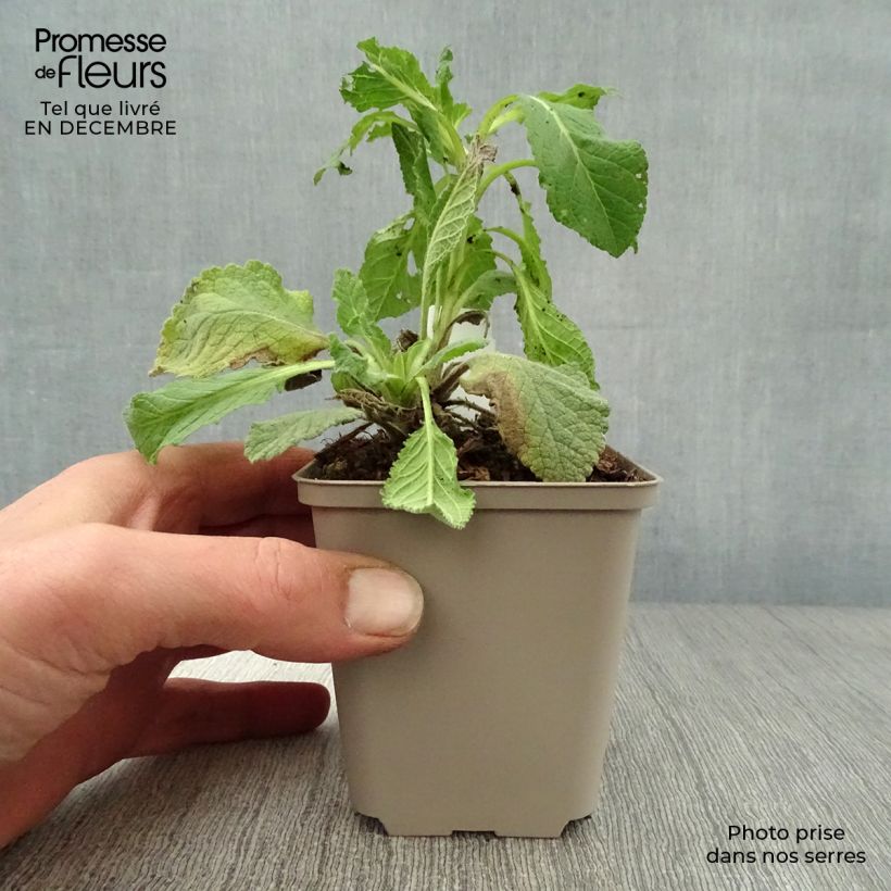 Verbascum Jackie Maceta de 8/9 cm Ejemplar entregado en invierno