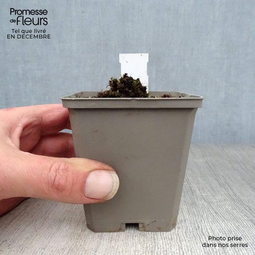 Verbascum Rosie Maceta de 8/9 cm Ejemplar entregado en invierno