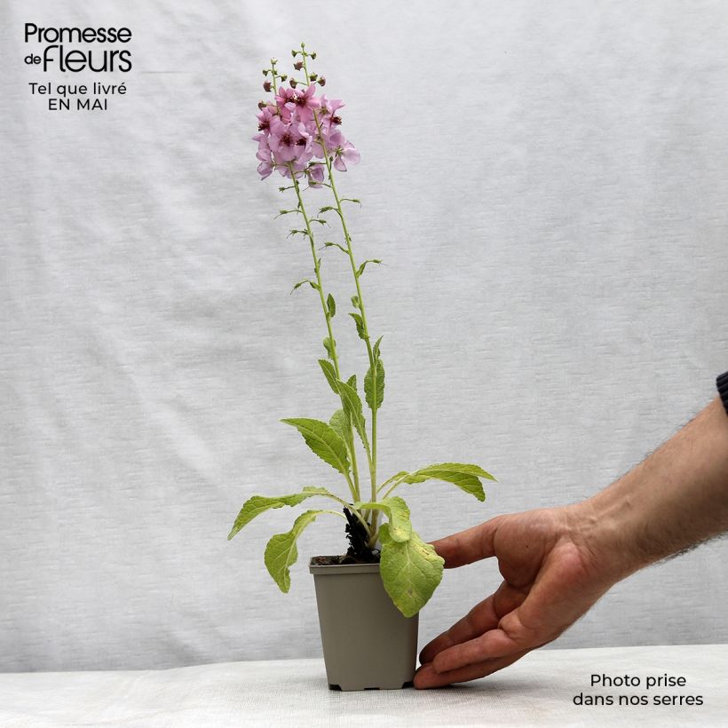 Verbascum Rosie Maceta de 8/9 cm Ejemplar entregado en la primavera