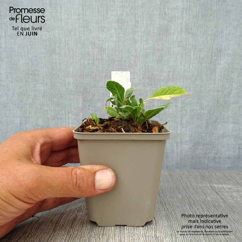 Ejemplar de Verbascum Rosie Maceta de 8/9 cm entregado en verano