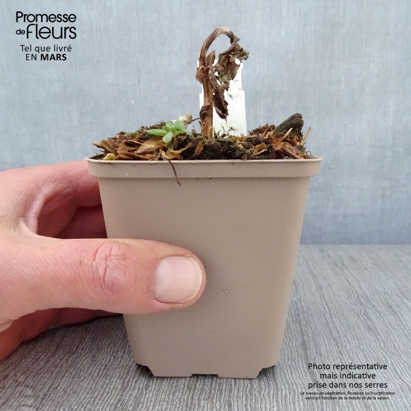 Verbascum Royalty Maceta de 8/9 cm Ejemplar entregado en la primavera