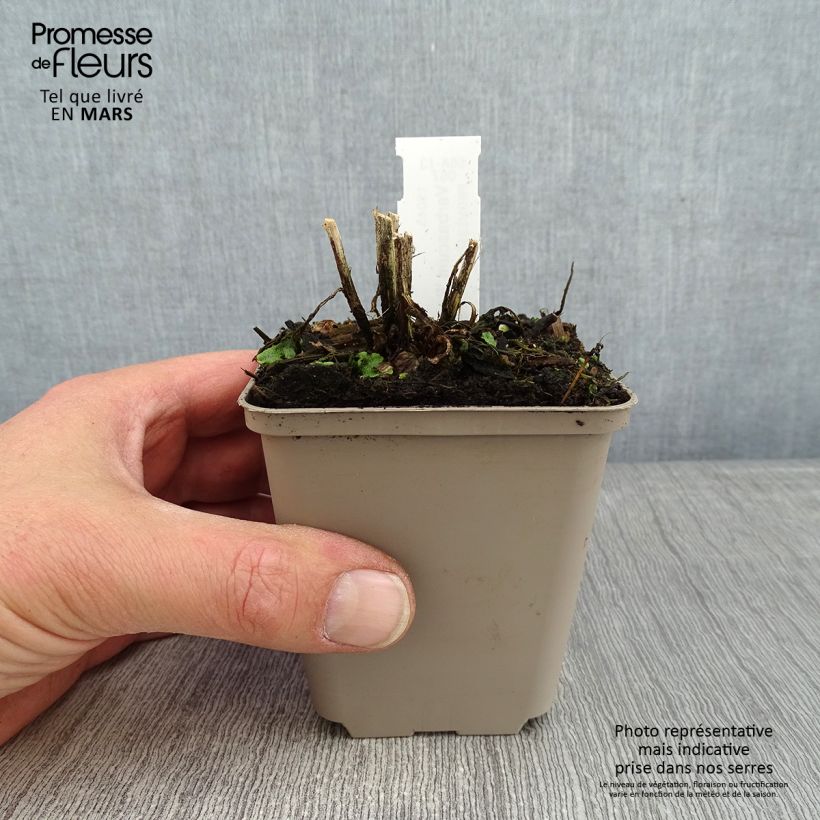 Verbascum Royalty Maceta de 8/9 cm Ejemplar entregado en invierno