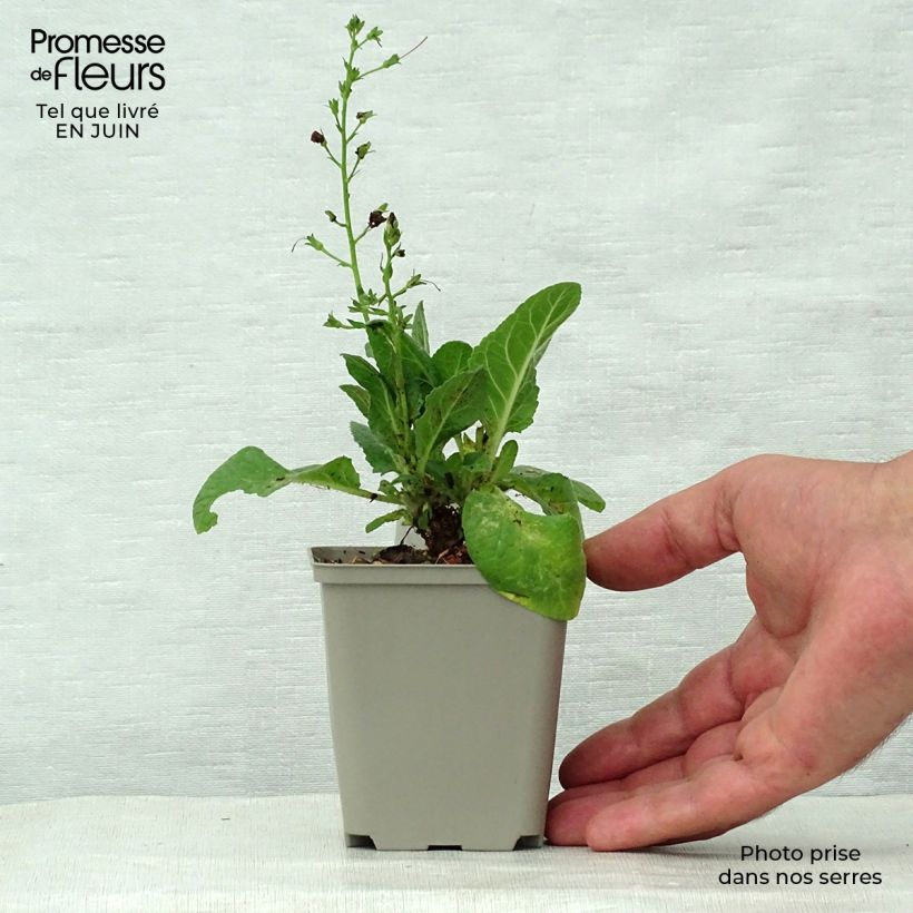 Ejemplar de Verbascum Sugar Plum Maceta de 8/9 cm entregado en verano
