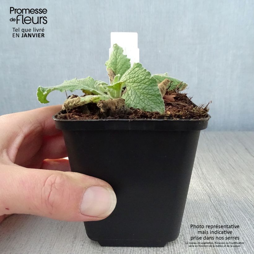 Verbascum Sugar Plum Maceta de 8/9 cm Ejemplar entregado en invierno