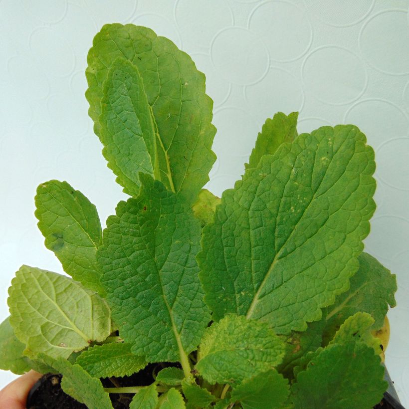 Verbascum chaixii White Domino (Follaje)