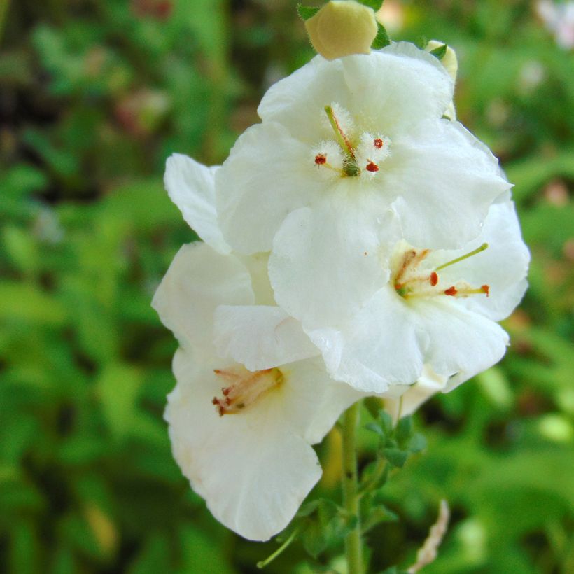 Verbascum chaixii White Domino (Floración)