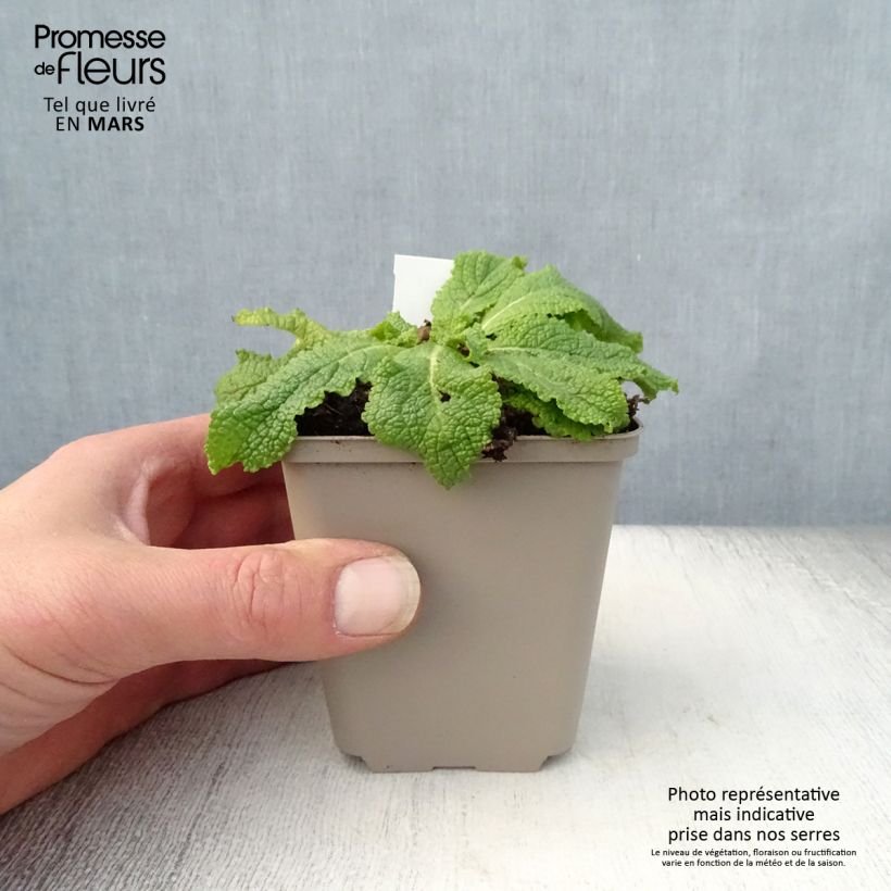 Verbascum chaixii White Domino Maceta de 8/9 cm Ejemplar entregado en la primavera