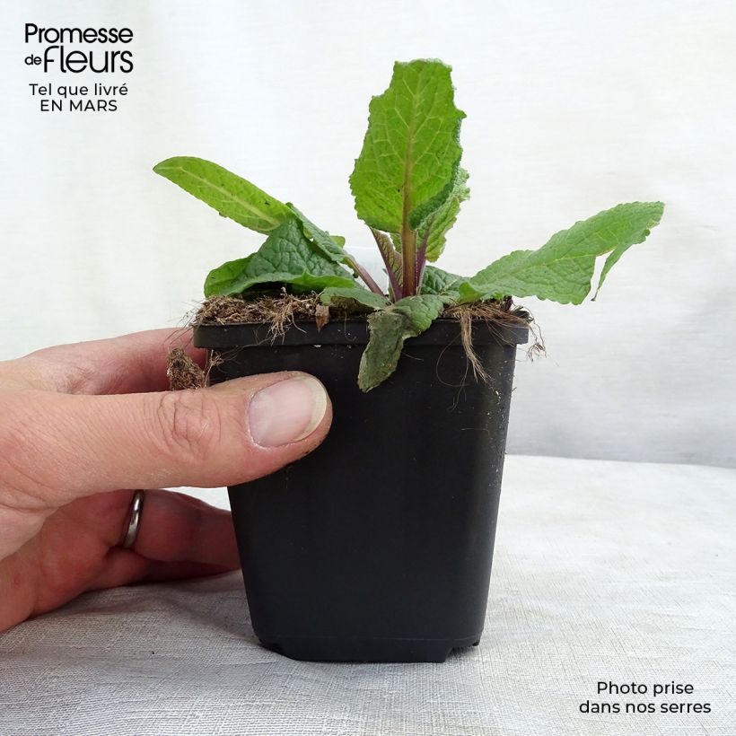 Verbascum chaixii Album Maceta de 8/9 cm Ejemplar entregado en invierno