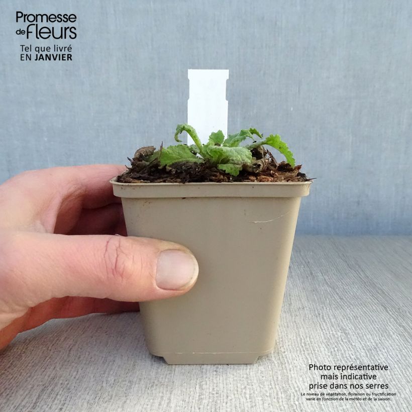 Verbascum Pink Domino Maceta de 8/9 cm Ejemplar entregado en invierno