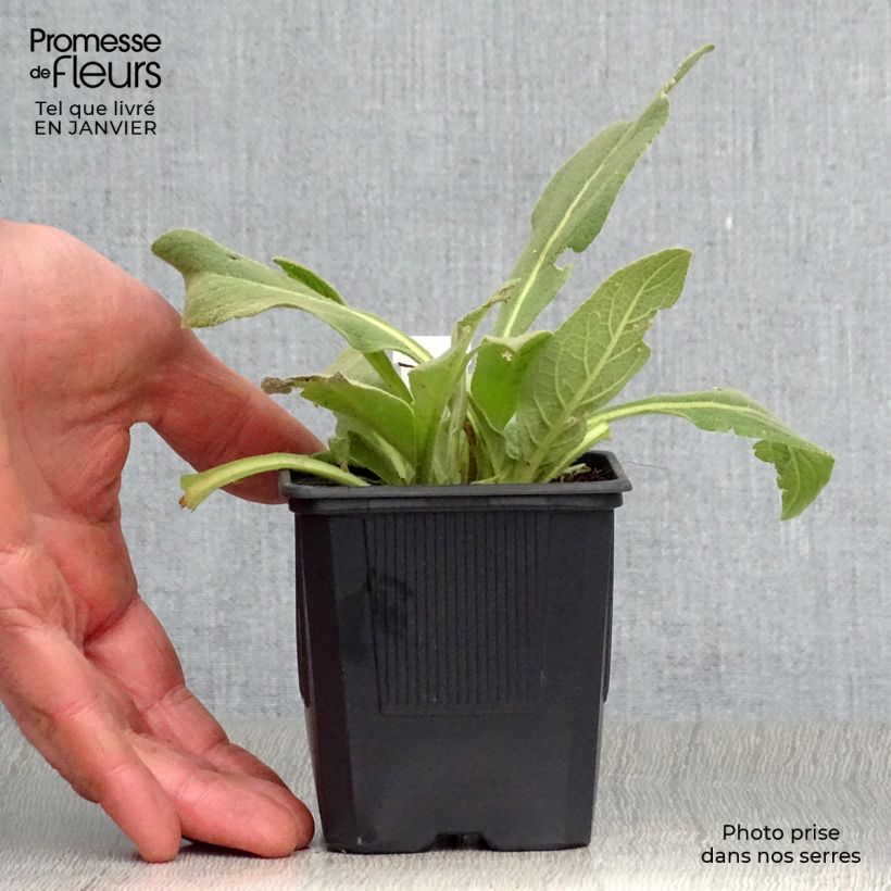 Verbascum olympicum - Gordolobo olímpico Maceta de 8/9 cm Ejemplar entregado en invierno