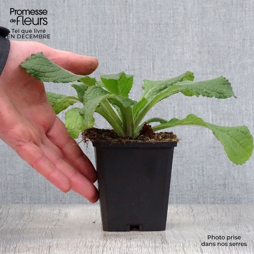 Verbascum phlomoides Spica Maceta de 8/9 cm Ejemplar entregado en invierno