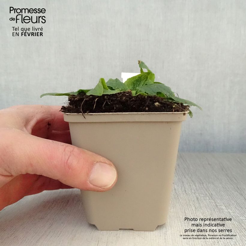 Verbascum phoeniceum Flush of White Maceta de 8/9 cm Ejemplar entregado en invierno