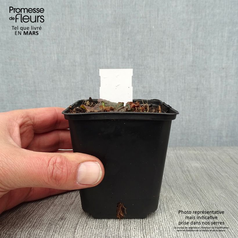 Verbascum phoeniceum Violetta Maceta de 8/9 cm Ejemplar entregado en invierno