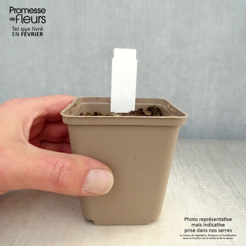 Verbascum thapsus - Gordolobo Maceta de 8/9 cm Ejemplar entregado en invierno