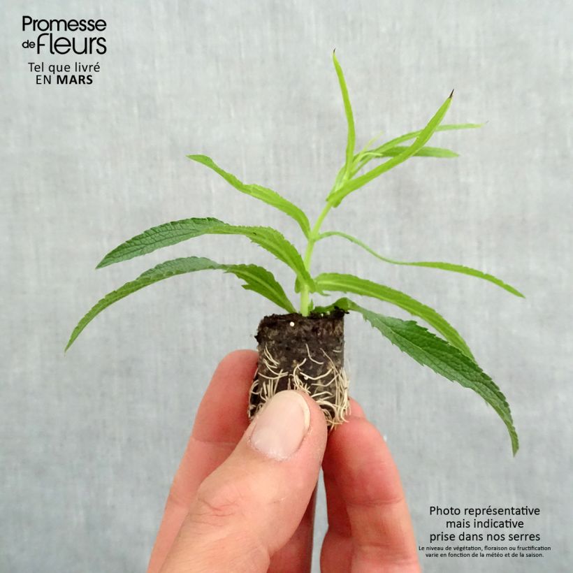 Hierba mora Cloud - Verbena bonariensis minicepellón: Ø 1,5/2,5 cm Ejemplar entregado en la primavera