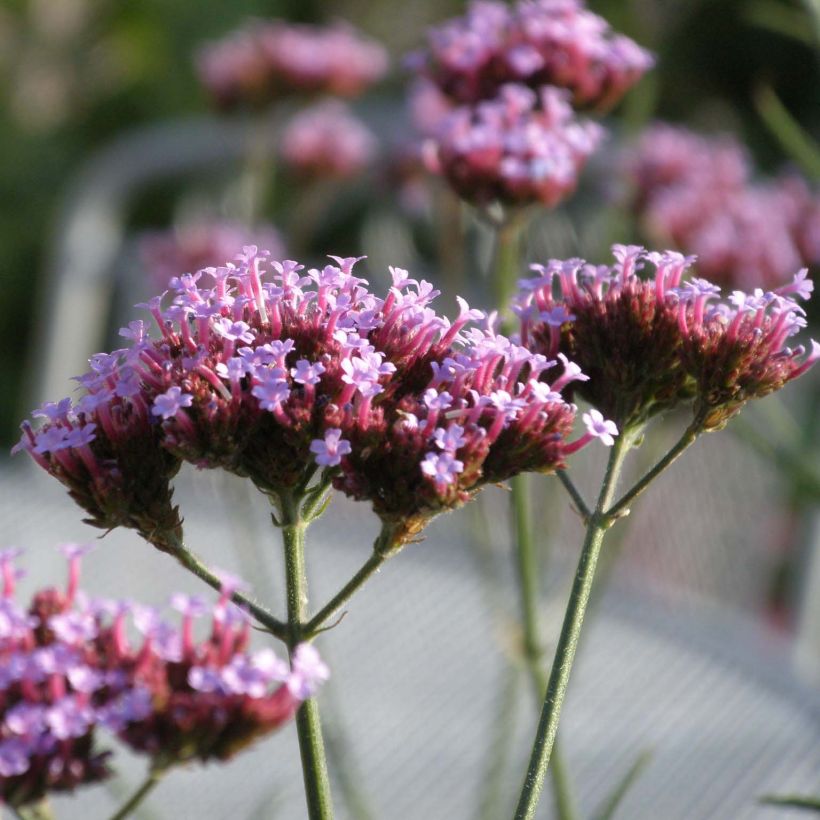 Hierba mora Lollipop - Verbena bonariensis (Floración)