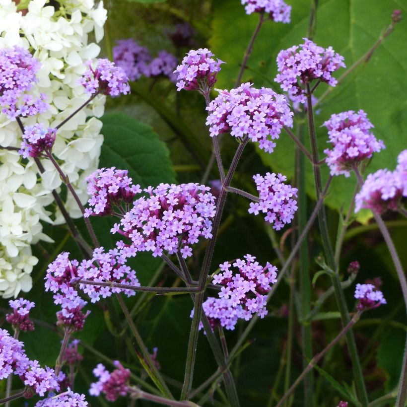 Hierba mora Lollipop - Verbena bonariensis (Porte)
