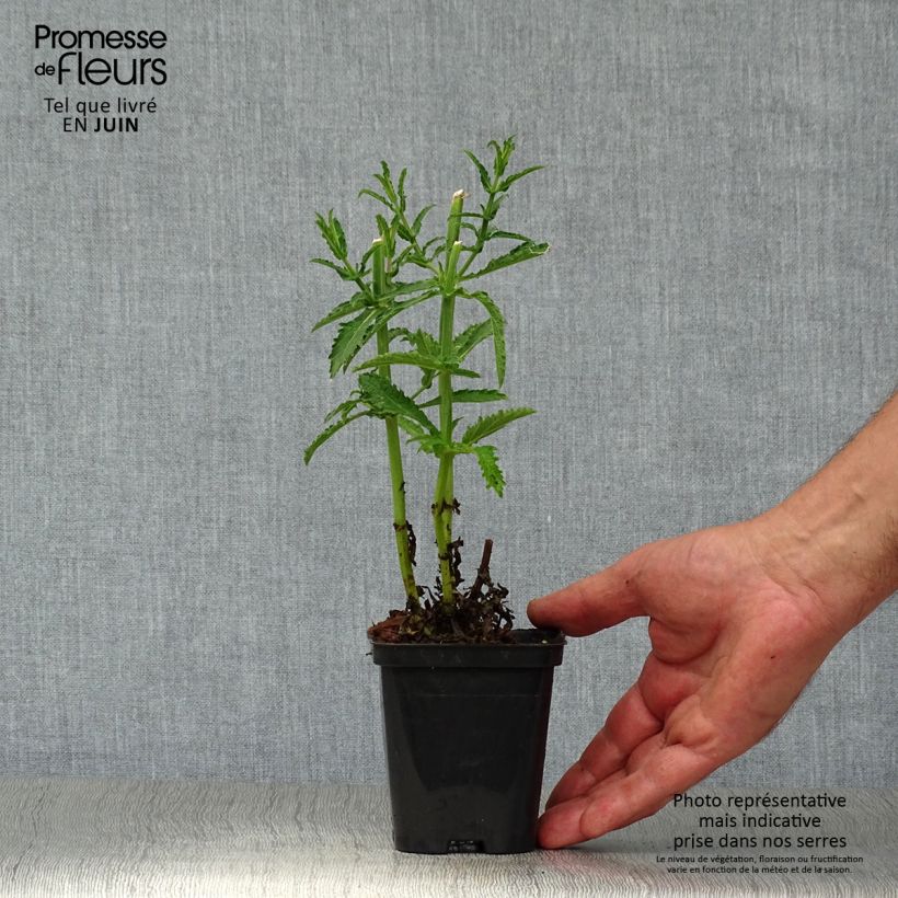 Ejemplar de Hierba mora Lollipop - Verbena bonariensis Maceta de 8/9 cm entregado en verano