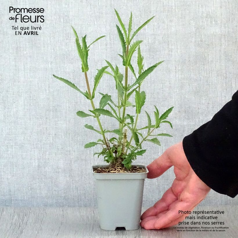 Hierba mora Lollipop - Verbena bonariensis Maceta de 8/9 cm Ejemplar entregado en la primavera