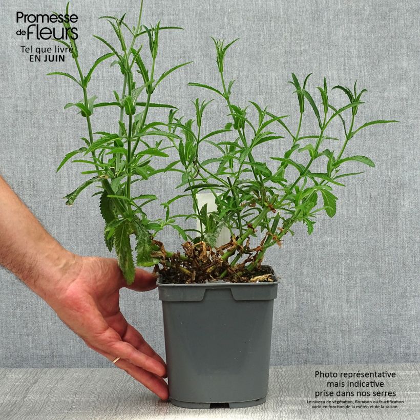 Ejemplar de Hierba mora Lollipop - Verbena bonariensis Maceta 2L/3L entregado en verano