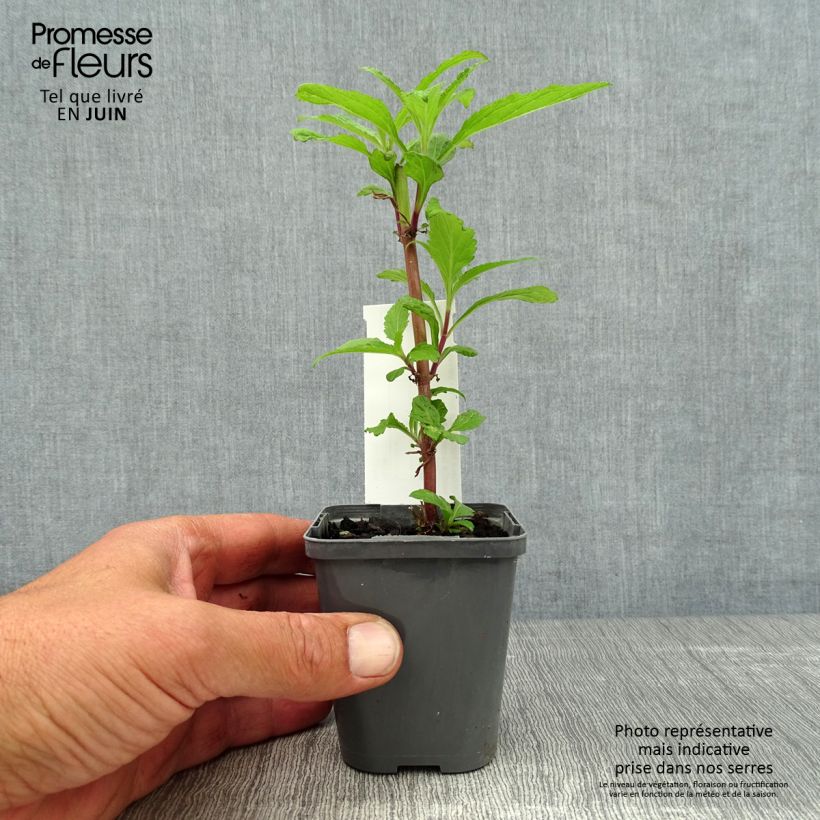 Ejemplar de Verbena hastata Blue Spires Maceta de 8/9 cm entregado en verano