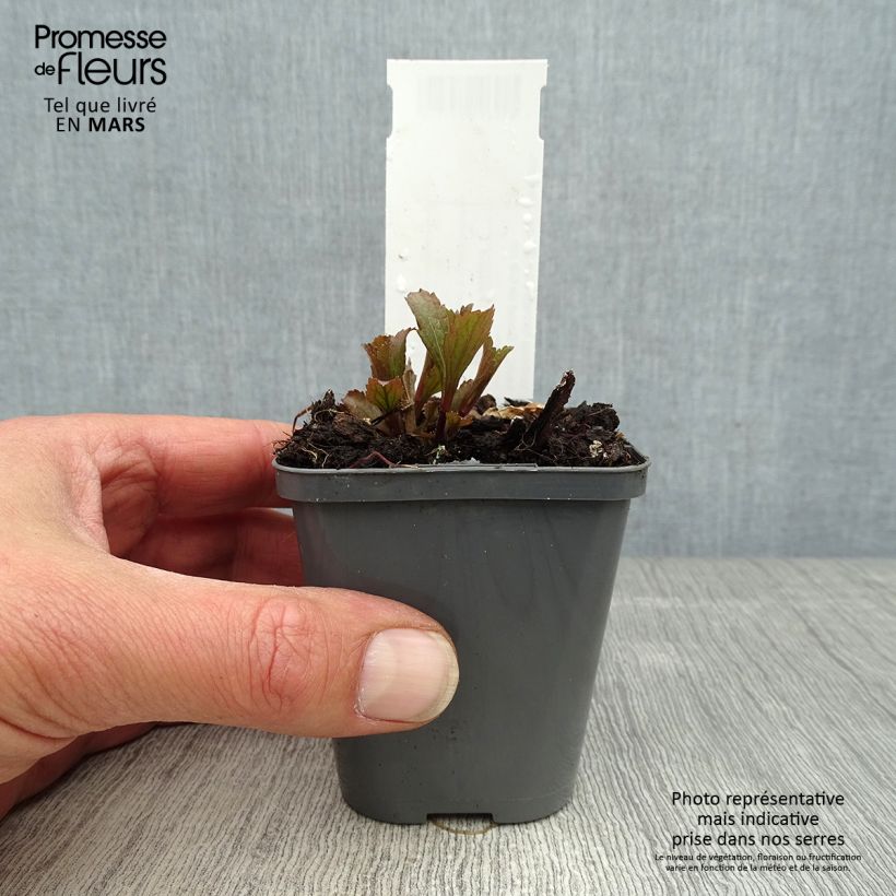 Verbena hastata Blue Spires Maceta de 8/9 cm Ejemplar entregado en la primavera