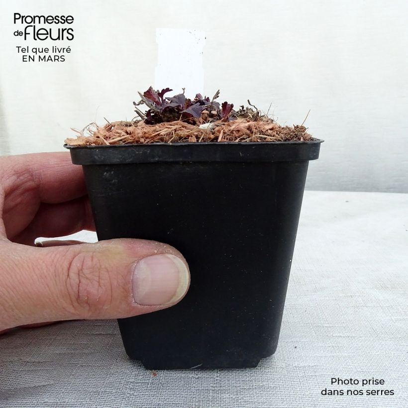 Verbena Bampton - Verbena officinalis Maceta de 8/9 cm Ejemplar entregado en la primavera