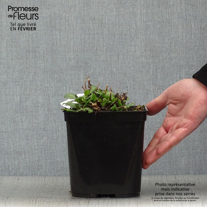 Verbena Bampton - Verbena officinalis Maceta 2L/3L Ejemplar entregado en invierno