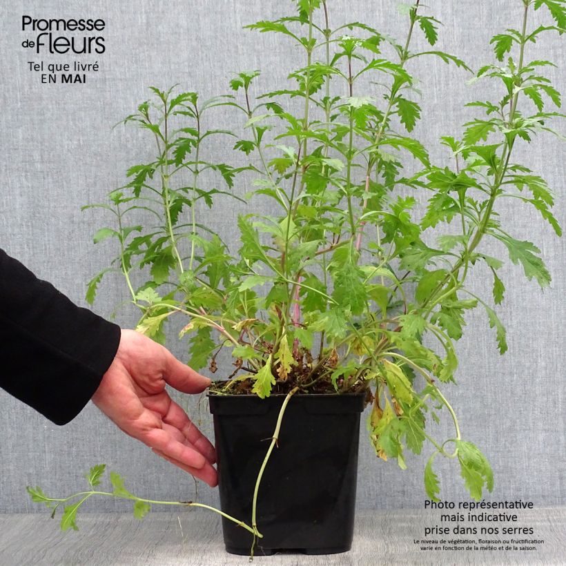 Verbena Bampton - Verbena officinalis Maceta 2L/3L Ejemplar entregado en la primavera