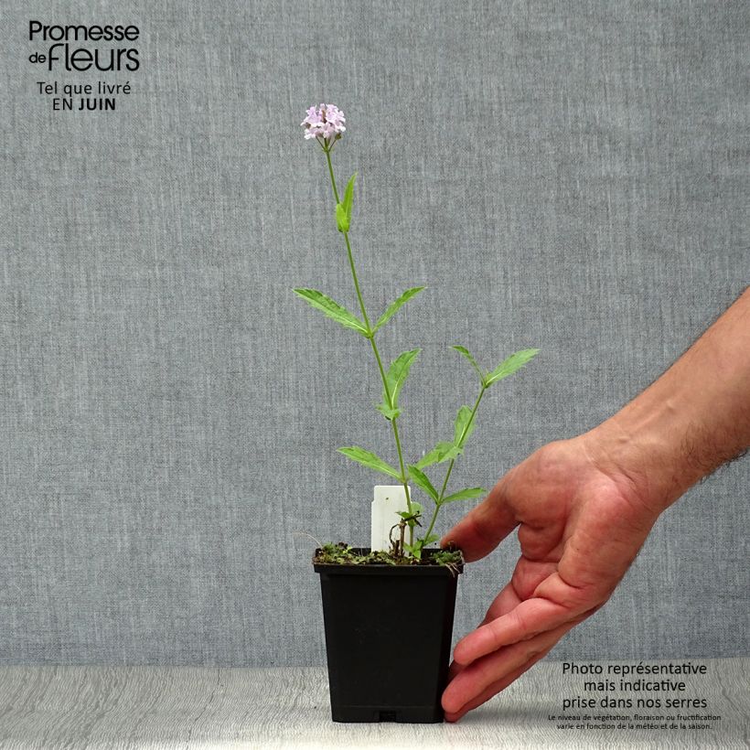 Ejemplar de Verbena rigida Polaris - Verbena rígida Maceta de 8/9 cm entregado en verano