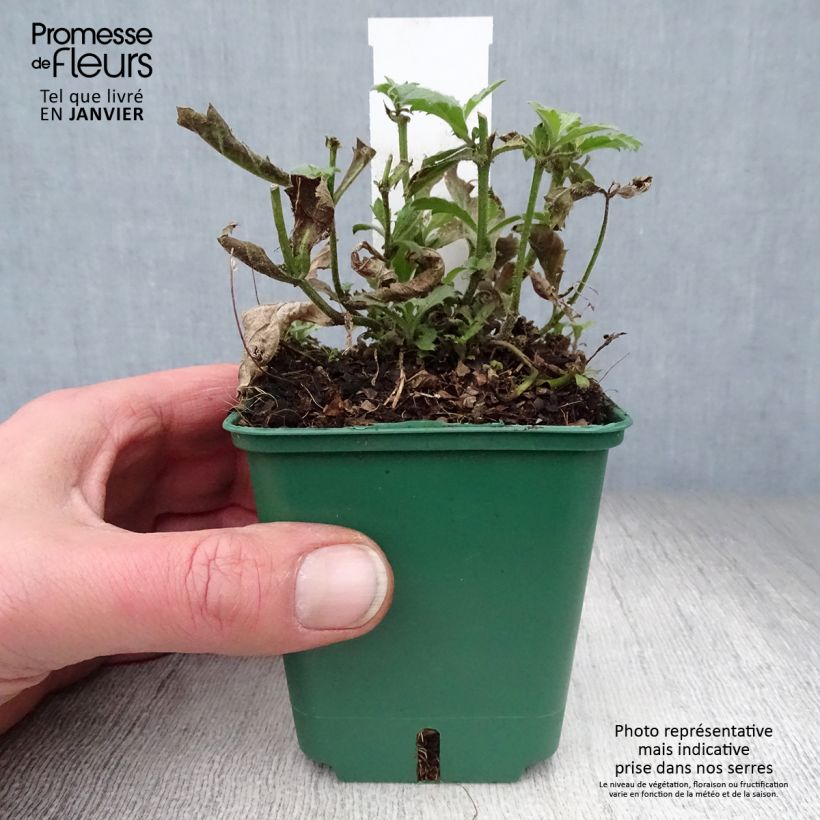 Verbena rigida Venosa Maceta de 8/9 cm Ejemplar entregado en invierno