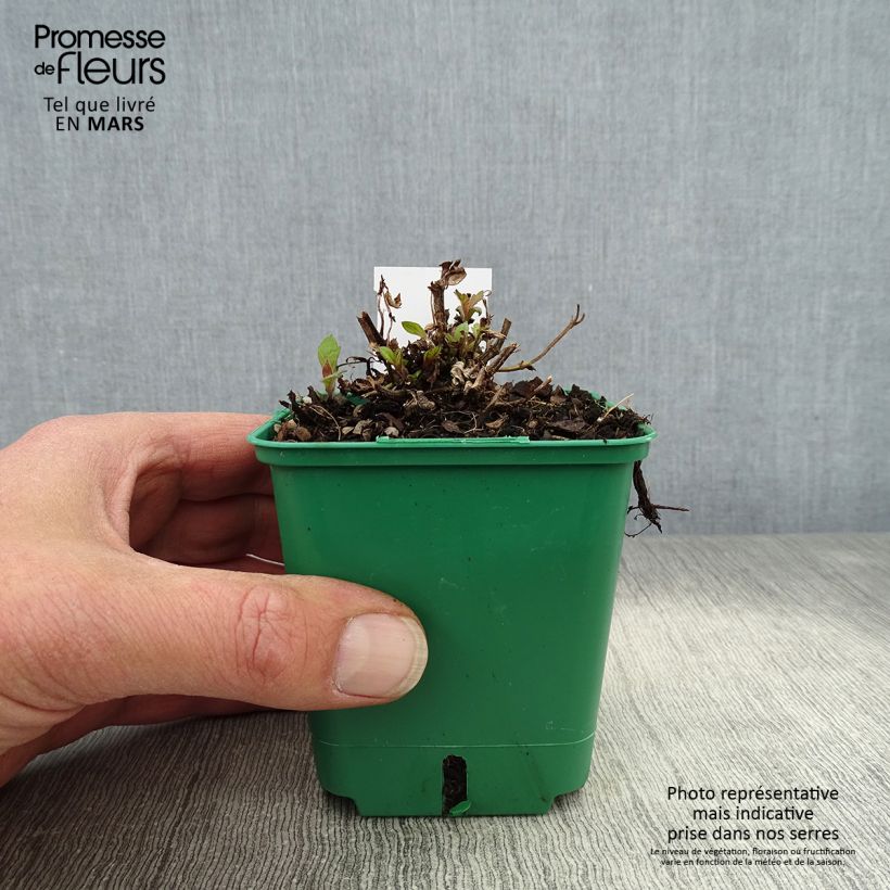 Verbena rigida Venosa Maceta de 8/9 cm Ejemplar entregado en la primavera