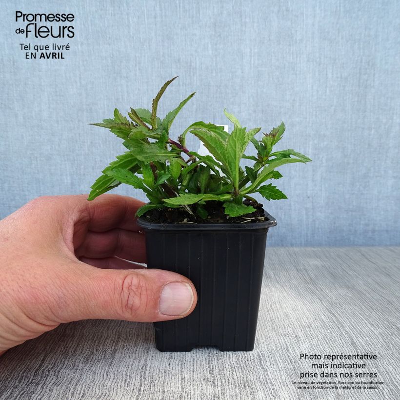 Verbena Lavender Spires Maceta de 8/9 cm Ejemplar entregado en la primavera