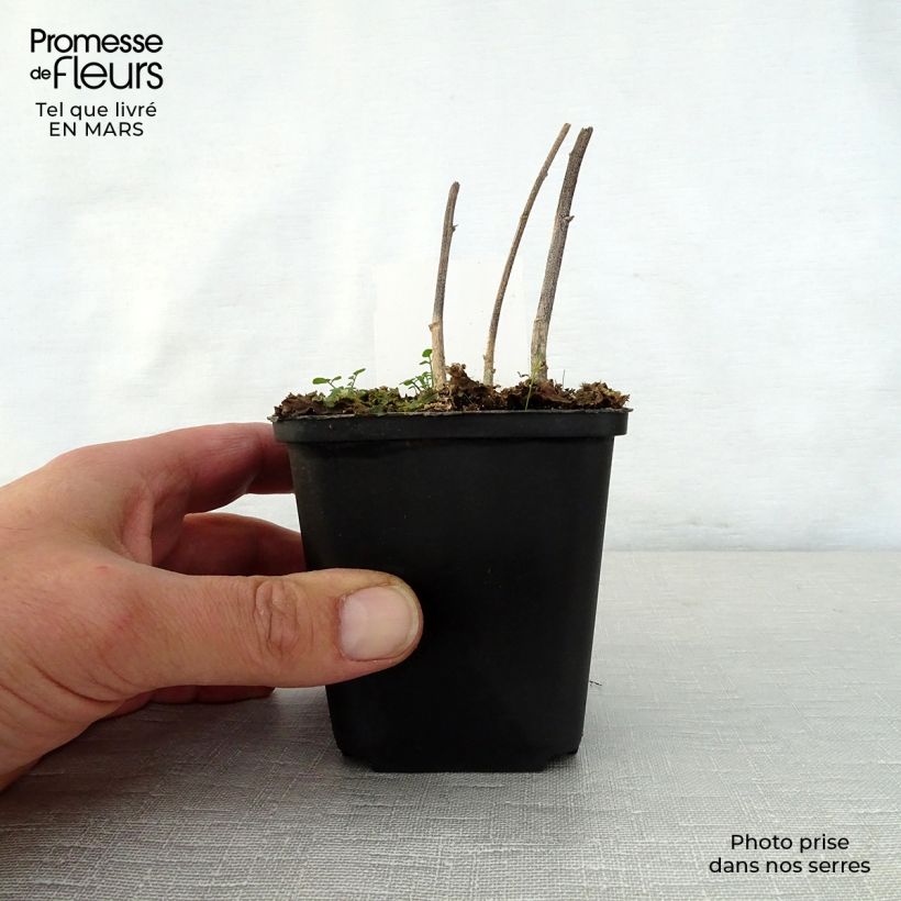 Verbesina alternifolia Maceta de 8/9 cm Ejemplar entregado en la primavera