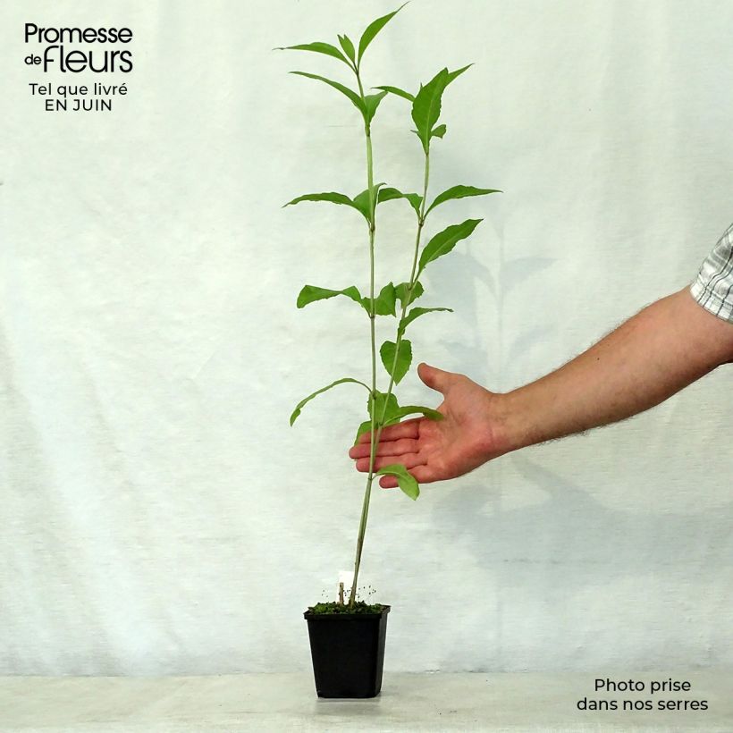 Ejemplar de Verbesina alternifolia Maceta de 8/9 cm entregado en verano