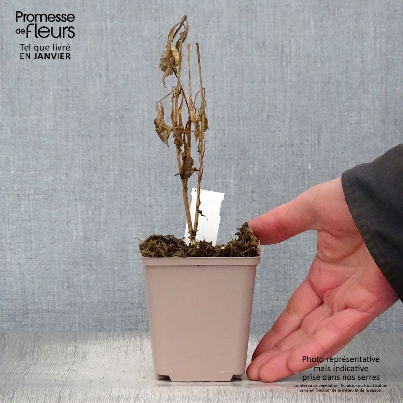 Verbesina alternifolia Maceta de 8/9 cm Ejemplar entregado en invierno