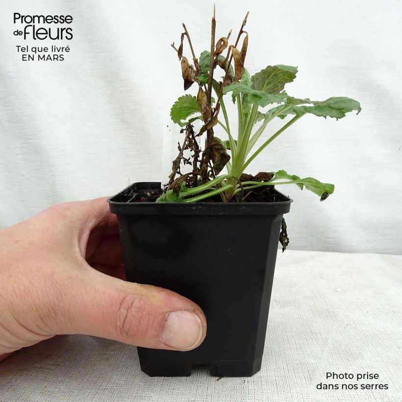 Solidago sphacelata Golden Fleece Maceta de 8/9 cm Ejemplar entregado en la primavera