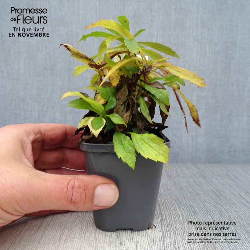Ejemplar de Solidago canadensis - Vara de oro Maceta de 7/8 cm entregado en otoño
