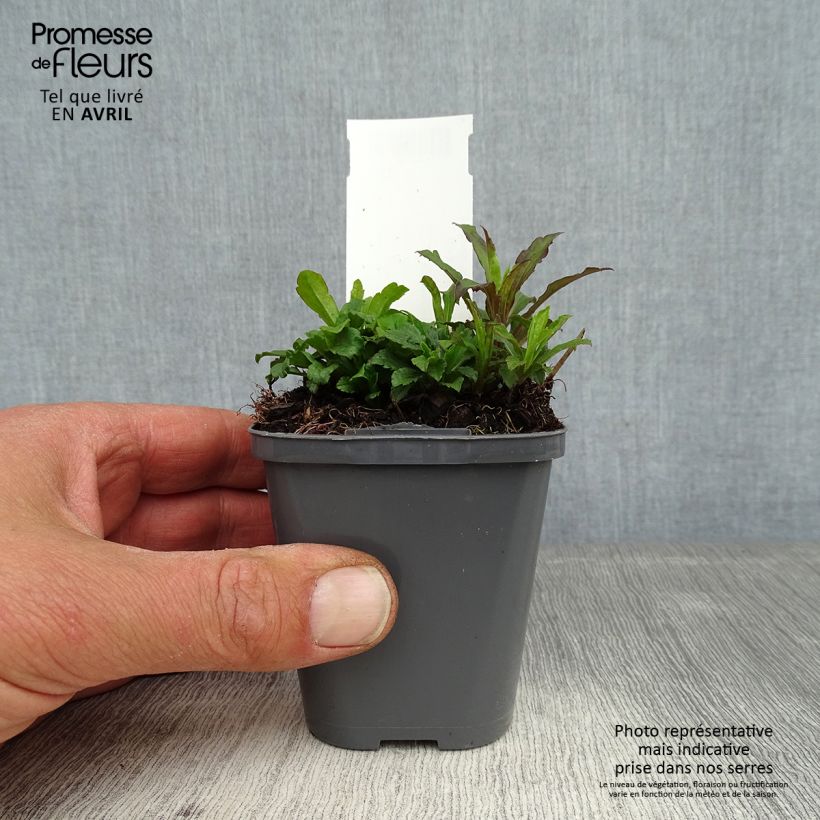 Solidago canadensis - Vara de oro Maceta de 7/8 cm Ejemplar entregado en la primavera