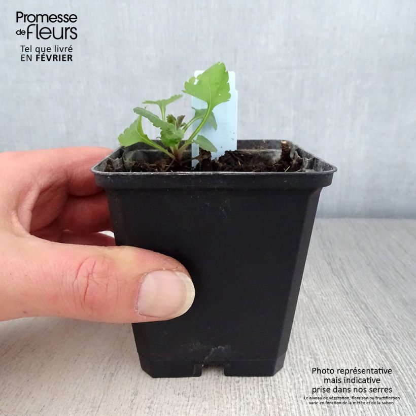 Solidago sphacelata Golden Fleece Maceta de 8/9 cm Ejemplar entregado en invierno